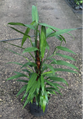 10" Epipremnum Pinnatum Amplissimum Pole